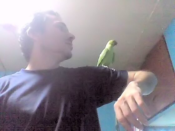 The Best Way to Tame Indian Ringnecks