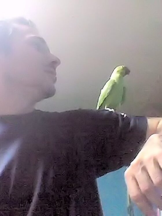 The Best Way to Tame Indian Ringnecks