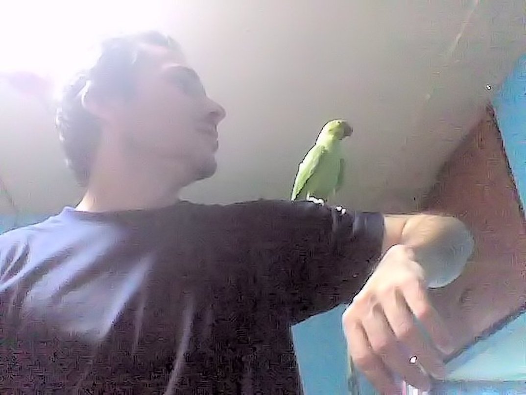 The Best Way to Tame Indian Ringnecks