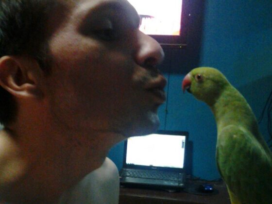 Indian RingNecks are NOT Hats!