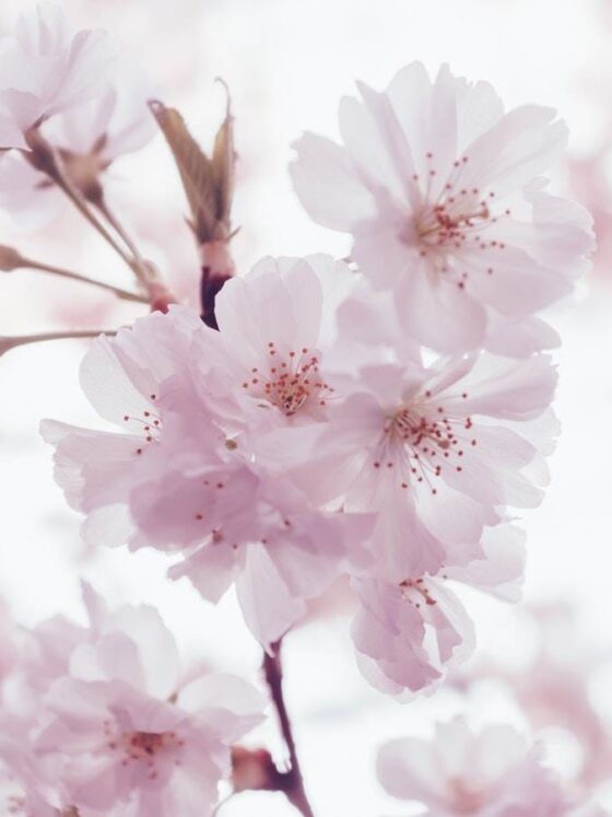 Flowers Wallpaper