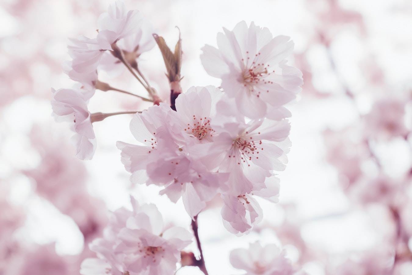 Flowers Wallpaper